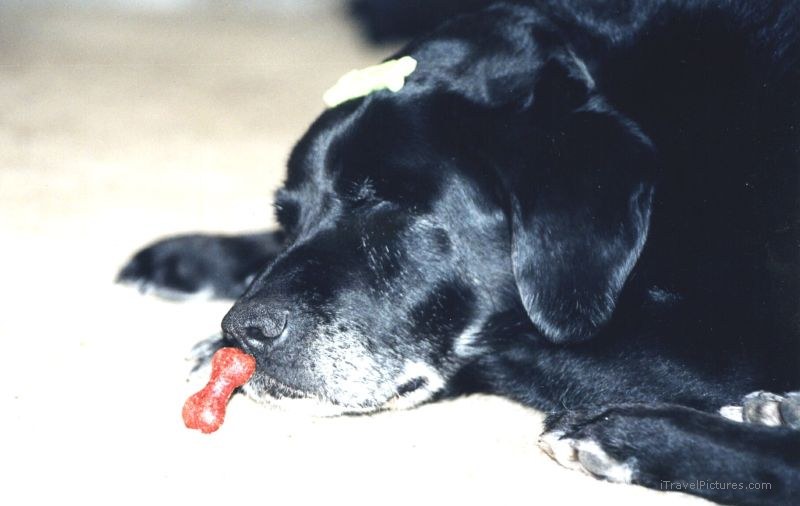 Kelvington sleeping dog Buddy food dogfood treat